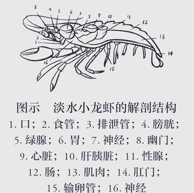 有沒有高清的龍蝦解剖圖？
