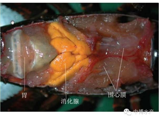 有沒有高清的龍蝦解剖圖？