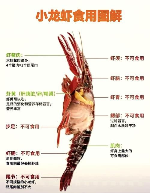 有沒有高清的龍蝦解剖圖？