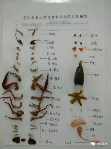 有沒有高清的龍蝦解剖圖？