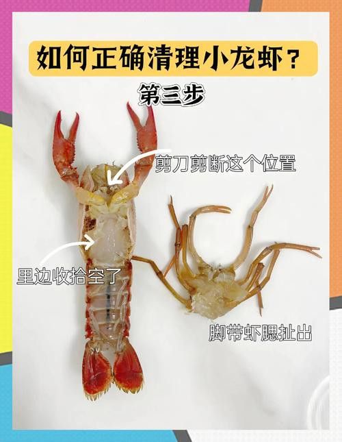 有沒有高清的龍蝦解剖圖？