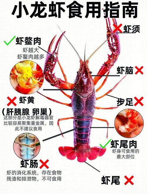 有沒有高清的龍蝦解剖圖？