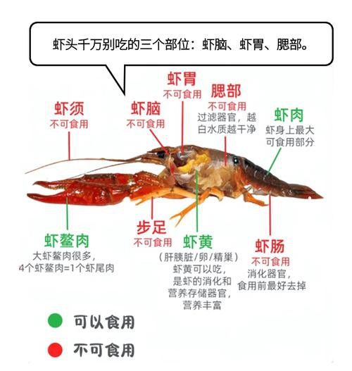 有沒有高清的龍蝦解剖圖？
