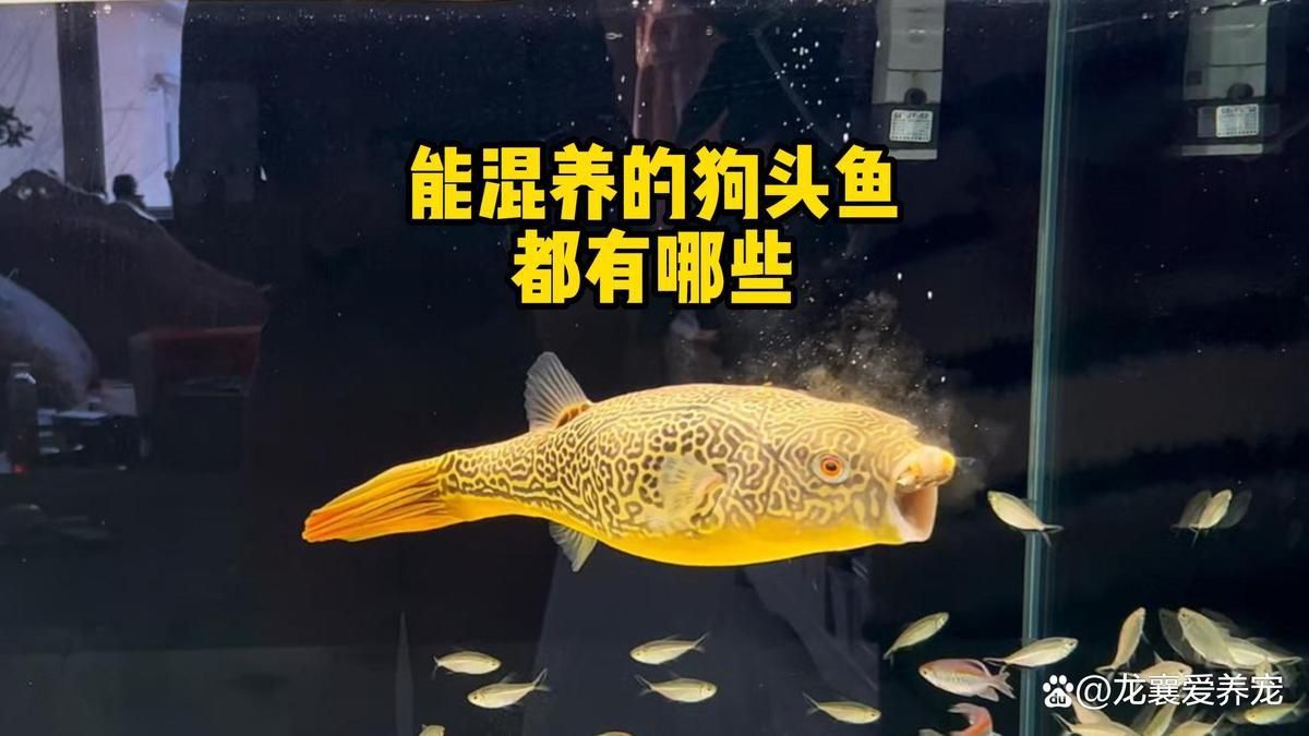 奈及利亞紅圓點最忌諱三個地方