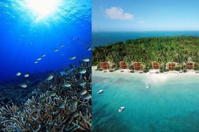 龍魚拉綠色長條屎正常嗎：龍魚拉綠色長條屎，原因分析與應對措施