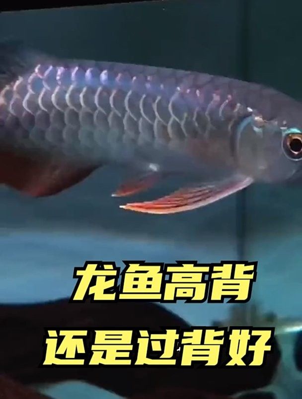 銀龍魚高背與過背圖解大全視頻 銀龍魚高背與過背圖解大全視頻 龍魚百科