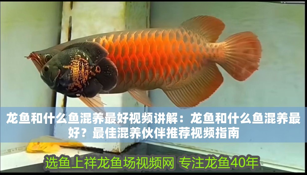 龍魚和什么魚混養最好視頻講解：龍魚和什么魚混養最好？最佳混養伙伴推薦視頻指南