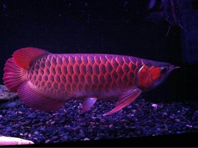 金龍魚品種分類詳解金龍魚品種分類詳解：如何區分金龍魚？