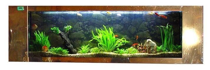 龍魚用什么魚缸比較好養活一些：關于龍魚魚缸的選擇