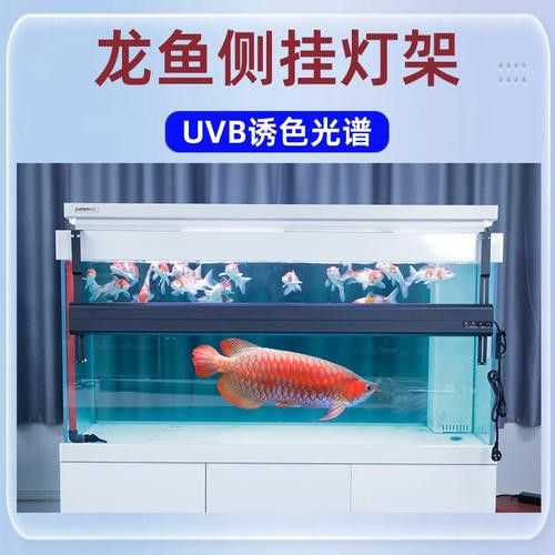 金龍魚側燈好還是頂燈好