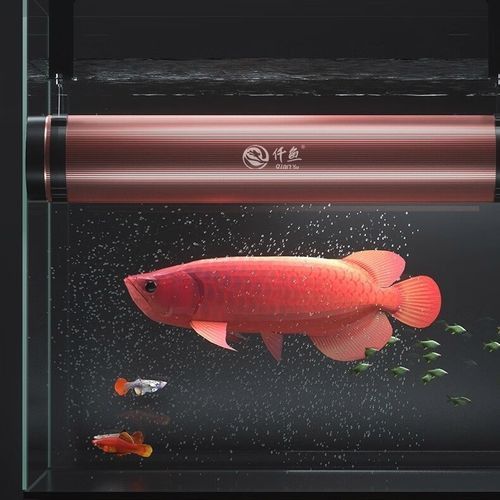 金龍魚側燈好還是頂燈好