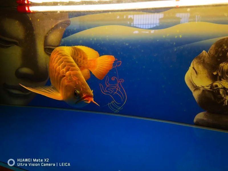 金龍魚側燈好還是頂燈好