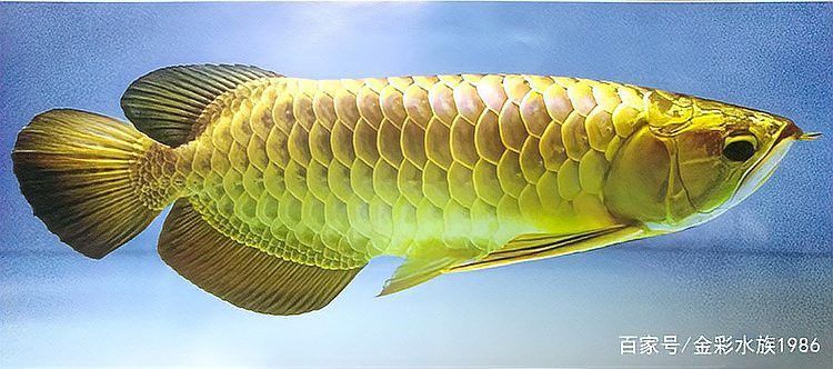 金龍魚多久變色