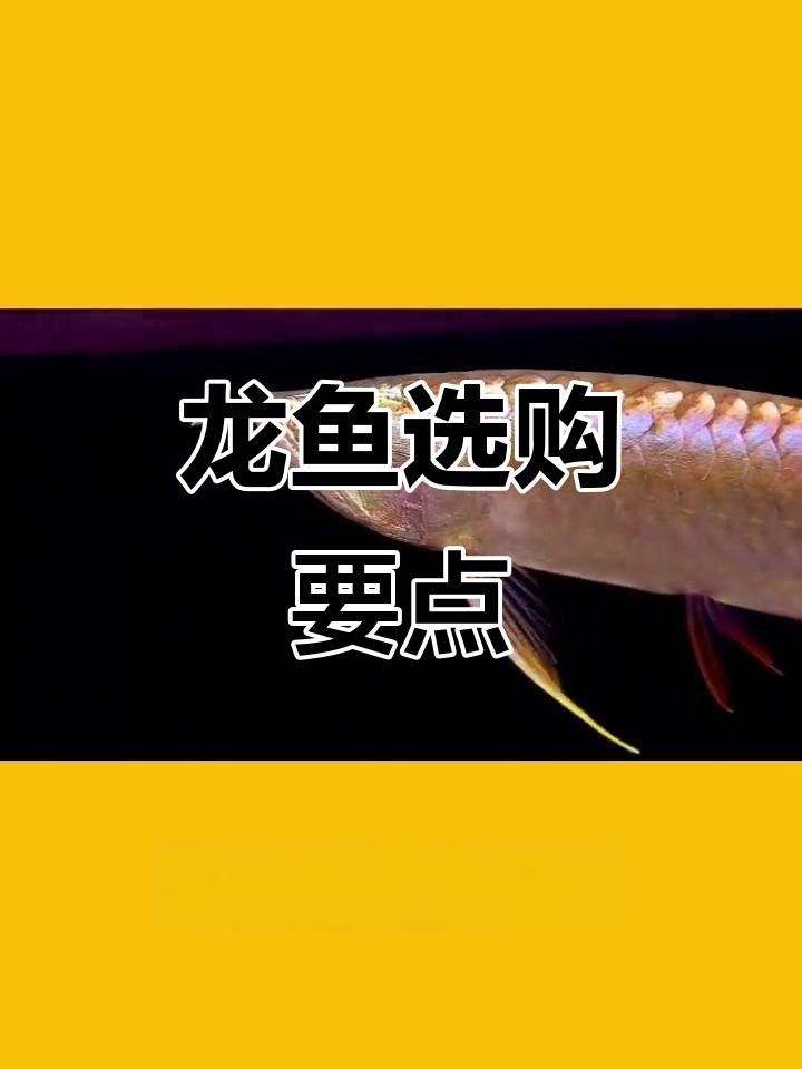 如何挑選健康的紅龍魚苗