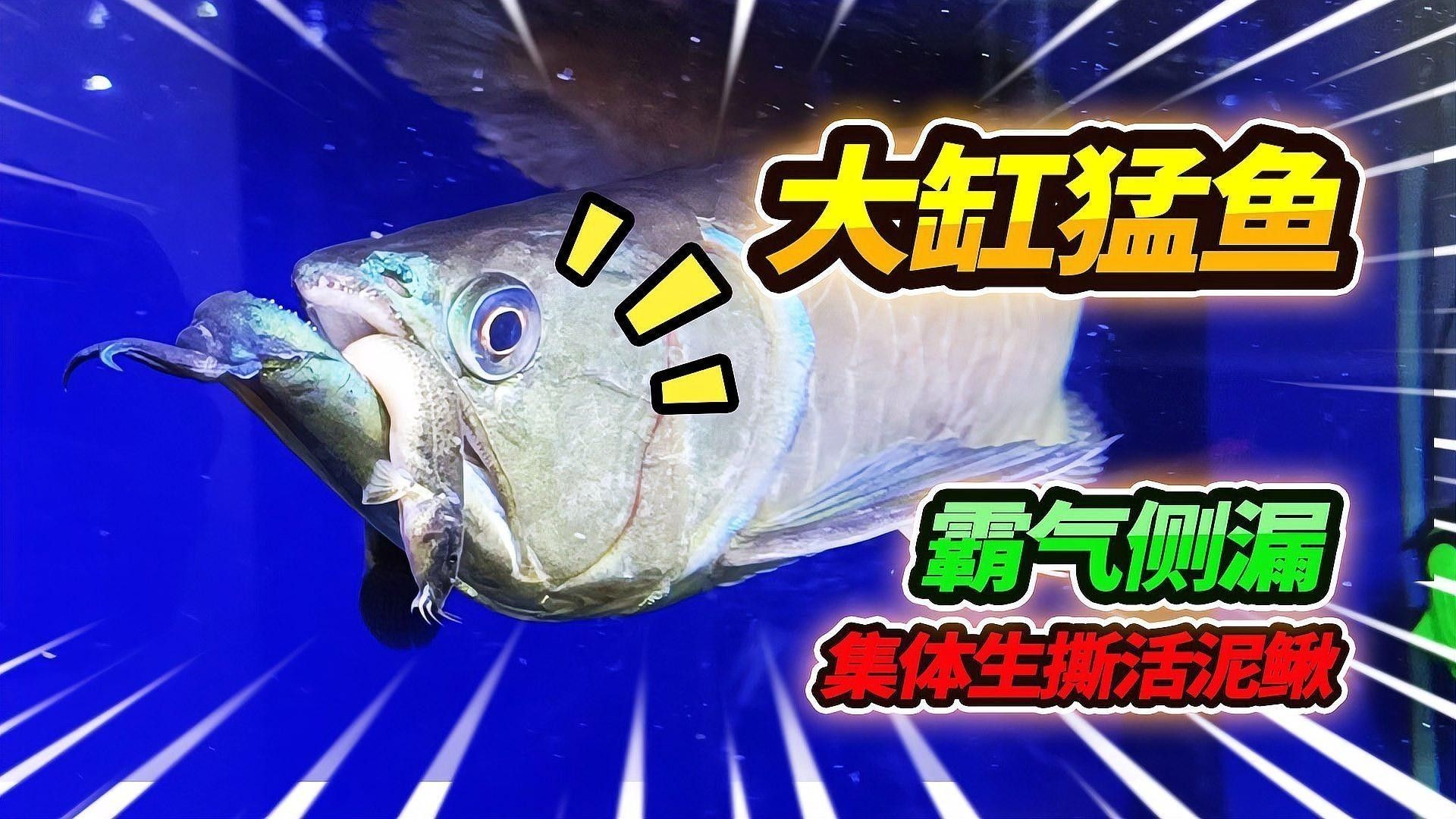 銀龍魚最小用多大魚缸