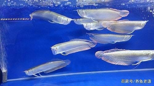 銀龍魚(yú)最小用多大魚(yú)缸