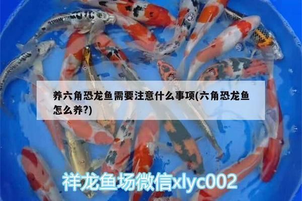 六角恐龍魚需要注意什么：六角恐龍魚水族箱布置技巧 六角恐龍魚需要注意什么：六角恐龍魚水族箱布置技巧 龍魚百科 第1張