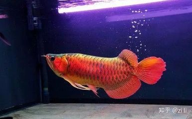 紅龍魚背上有黑點：紅龍魚背上的黑點可能是由于多種因素引起的