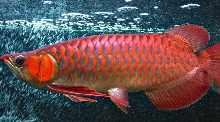 血紅金龍魚1000萬