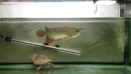金龍魚、虎魚、飛鳳魚、豬鼻龜寓意“吉祥”，“魚”寓意“富足”：金龍魚、虎魚、飛鳳豬鼻龜各有什么寓意？