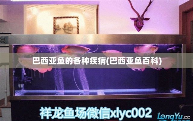 巴西亞魚苗疾病早期識別，巴西亞魚苗食欲減退應對策略