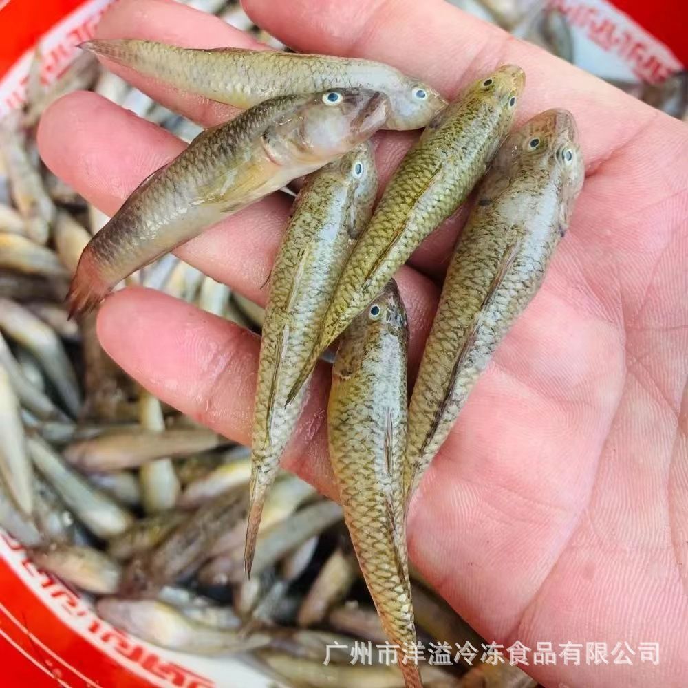 20厘米小龍魚吃什么：20厘米的小龍魚在飲食上應該如何進行選擇？
