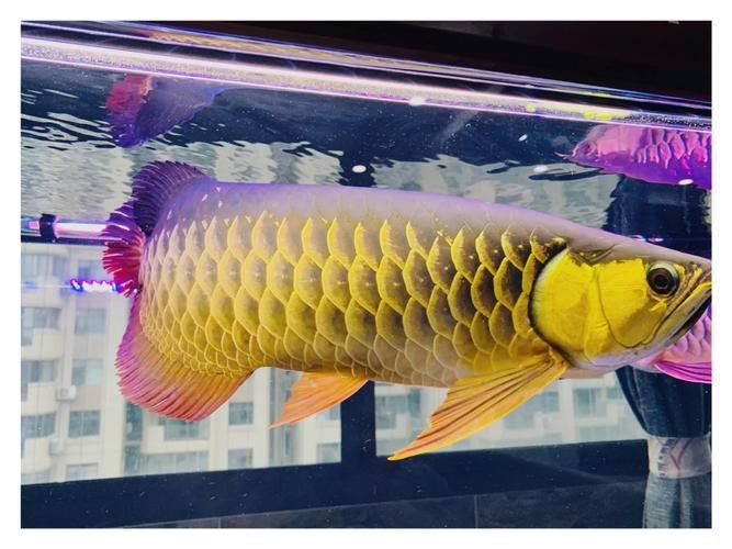 布奇美拉龍魚好嗎值得養嗎：布奇美拉龍魚是一種怎樣的魚？