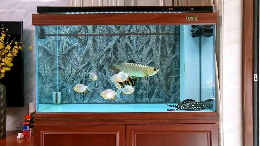 布奇美拉龍魚好嗎值得養嗎：布奇美拉龍魚是一種怎樣的魚？