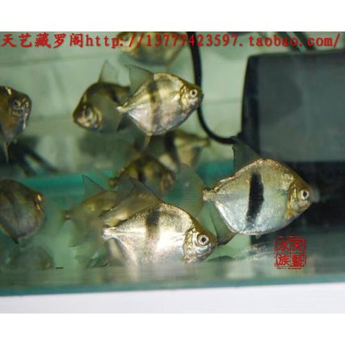 布奇美拉龍魚好嗎值得養嗎：布奇美拉龍魚是一種怎樣的魚？