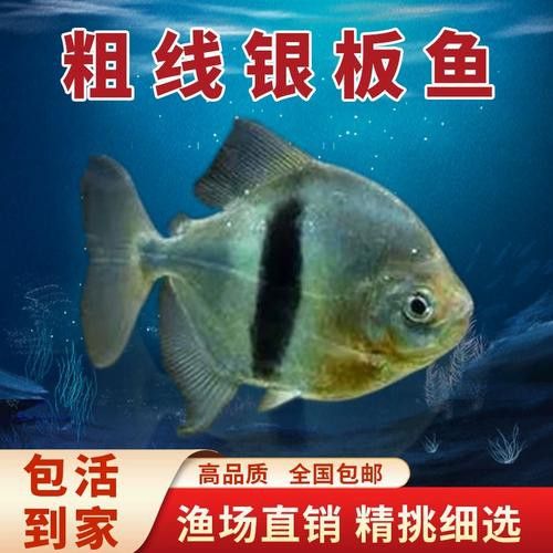 布奇美拉龍魚好嗎值得養嗎：布奇美拉龍魚是一種怎樣的魚？