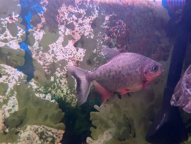 布奇美拉龍魚好嗎值得養嗎：布奇美拉龍魚是一種怎樣的魚？