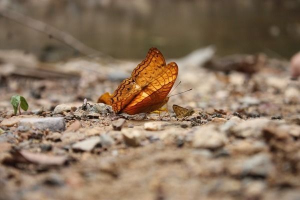如何促進龍魚發色變好：促進龍魚發色變好的技巧