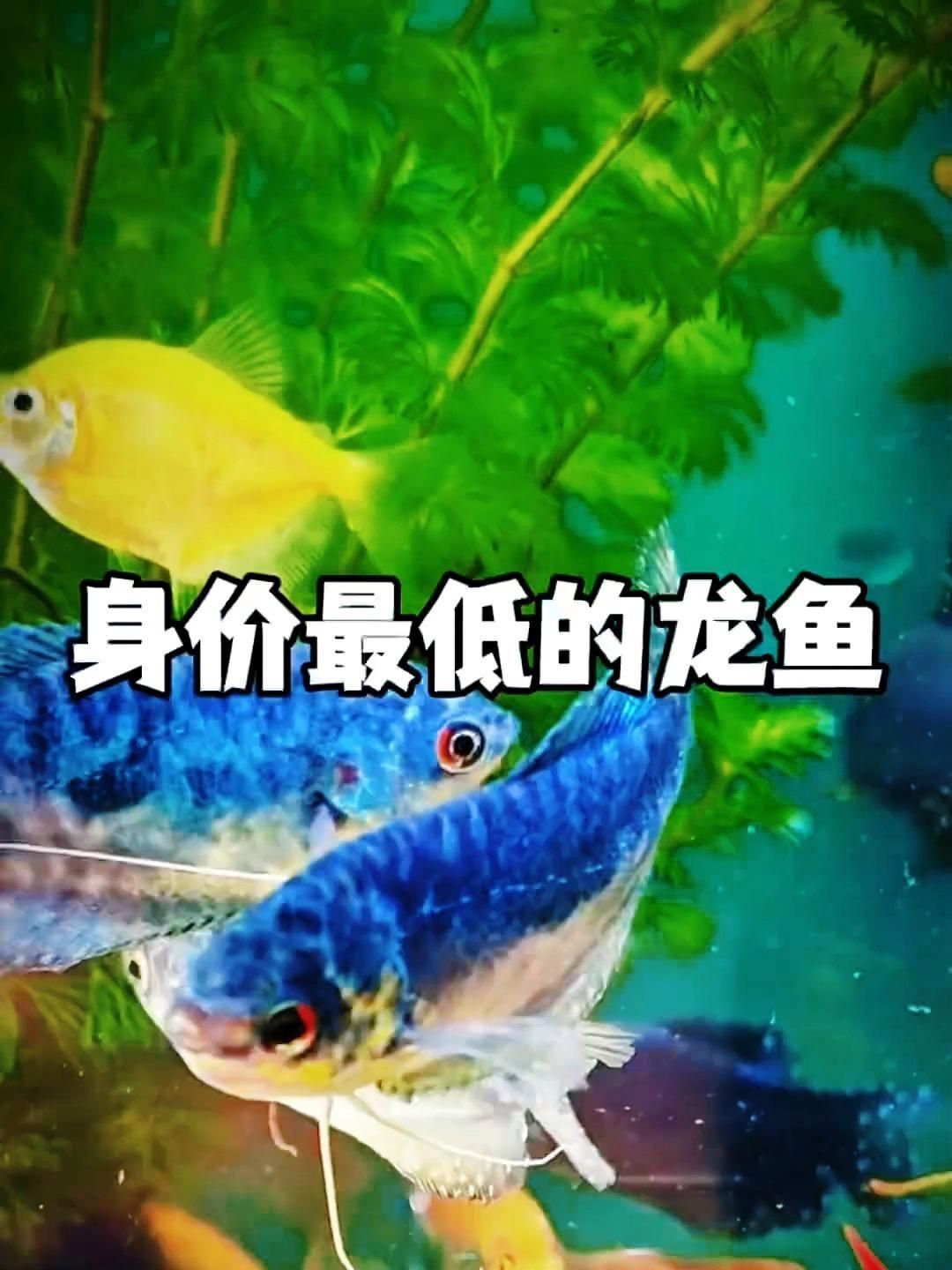 身價(jià)最低的龍魚(yú)