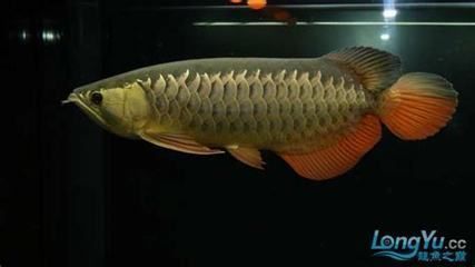 紅金龍魚價格多少錢一只啊（紅金龍魚價格因尺寸和品種而異，如何辨別紅金龍魚品質）