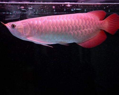紅金龍魚價格多少錢一只啊（紅金龍魚價格因尺寸和品種而異，如何辨別紅金龍魚品質）