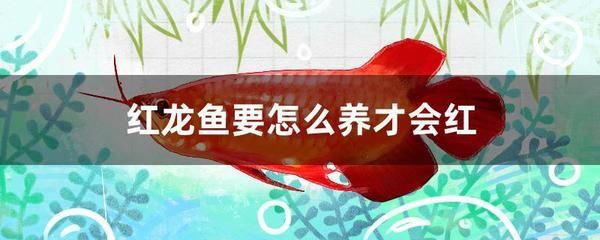 紅龍魚怎么變紅色（怎么把紅龍魚養(yǎng)得更紅?影響因素很多） 紅龍魚怎么變紅色（怎么把紅龍魚養(yǎng)得更紅?影響因素很多） 龍魚百科 第3張