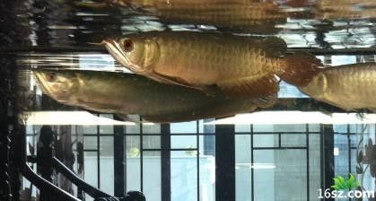 龍魚沉頭有救嗎：龍魚沉頭并非絕癥，龍魚沉頭有救嗎