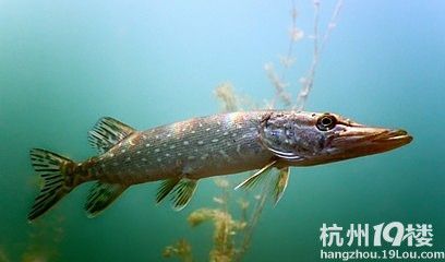 除了金龍魚外還有什么魚珍貴（比金龍魚還名貴的魚是什么魚？）
