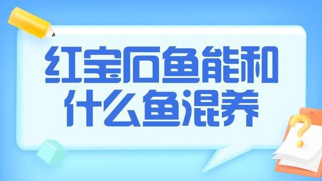 紅寶石魚能和龍魚混養嗎圖片