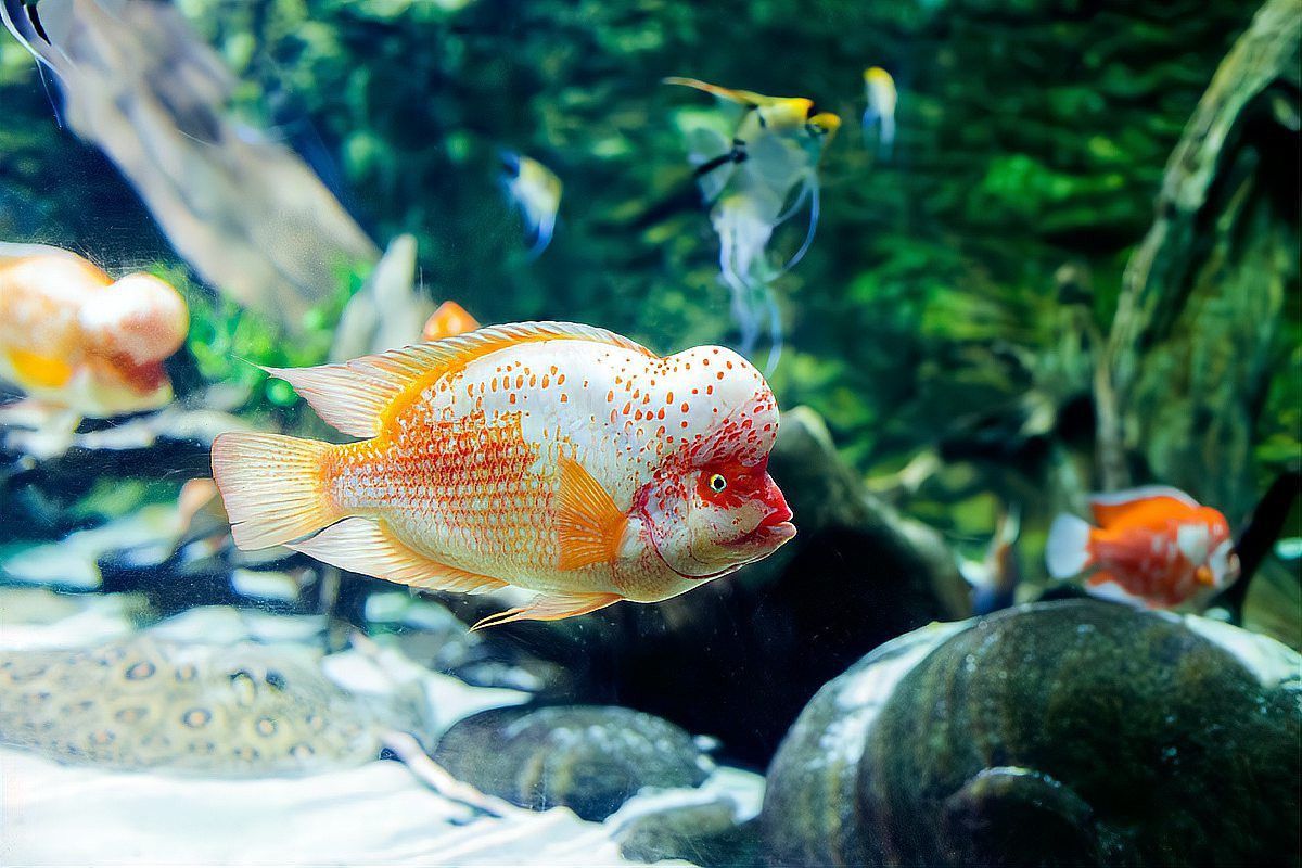 紅寶石魚能和龍魚混養嗎圖片