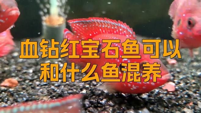 紅寶石魚能和龍魚混養嗎圖片