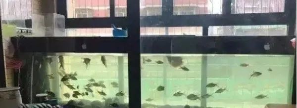 紅寶石魚能和龍魚混養嗎圖片