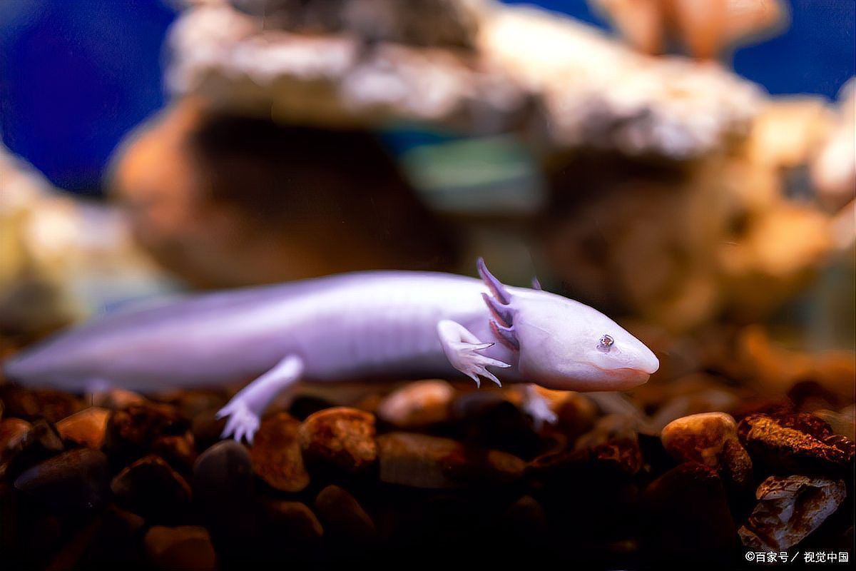 如何預防六角恐龍常見疾病？