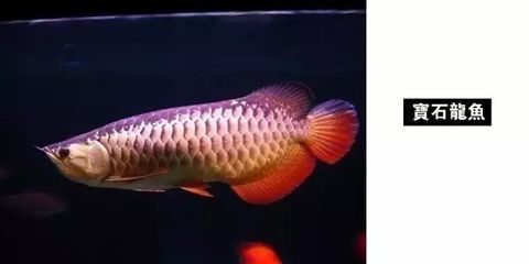龍魚用什么燈發色好看：龍魚發色燈光的選擇