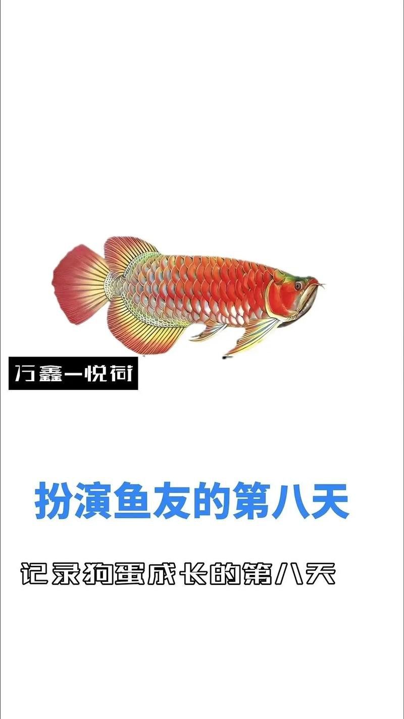 什么叫高背金龍魚圖片