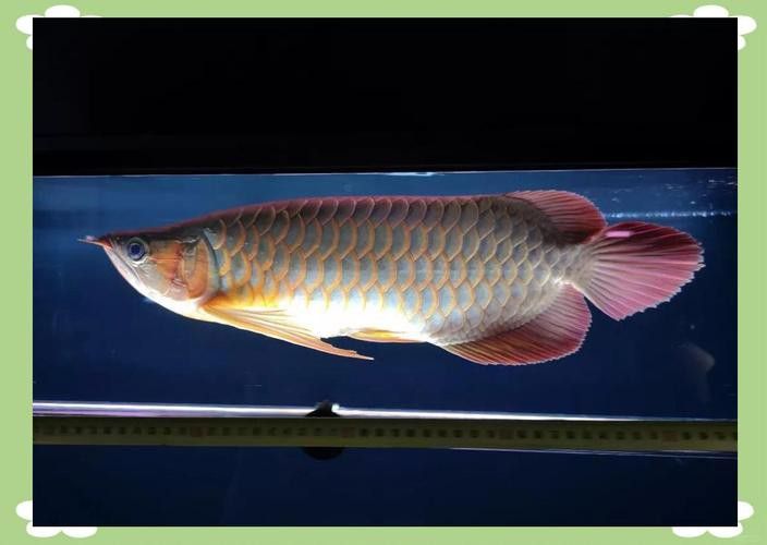 什么叫高背金龍魚圖片