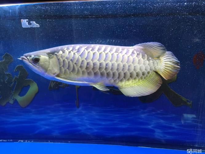 什么叫高背金龍魚圖片