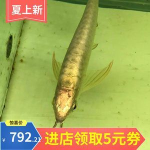 龍魚批發價格表最新，2018年12月16日最新龍魚批發價格信息