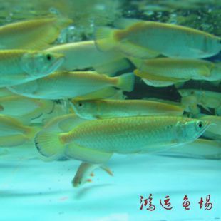 龍魚批發價格表最新，2018年12月16日最新龍魚批發價格信息