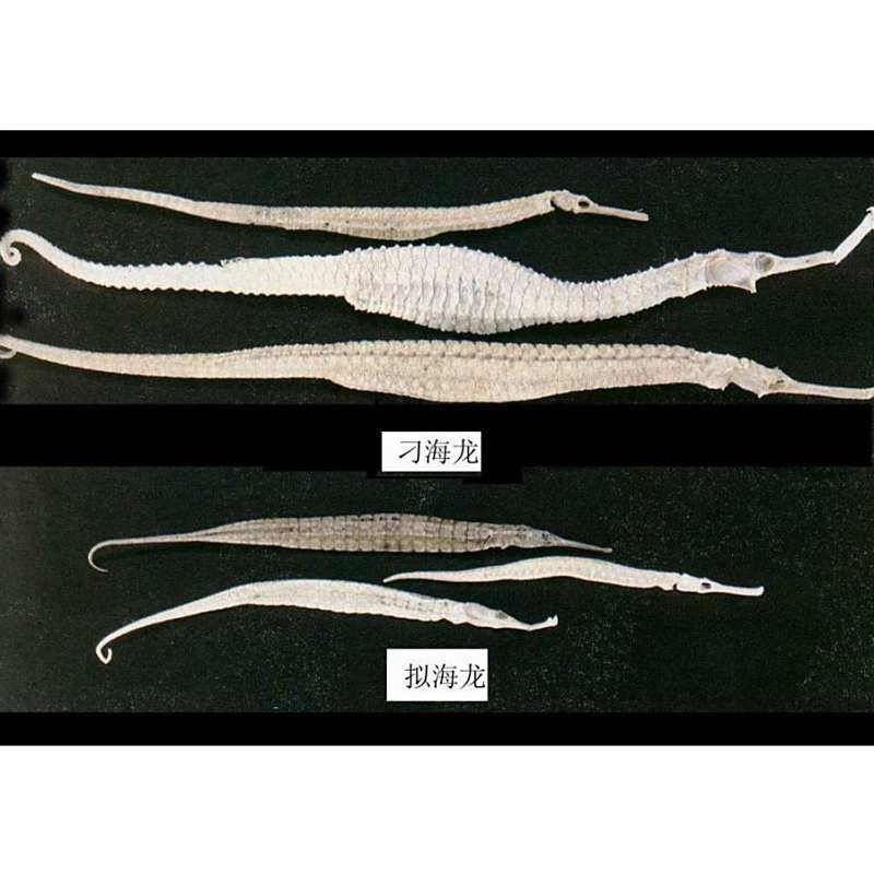 海龍魚產(chǎn)地